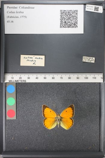 Media type: image;   Entomology 124615
